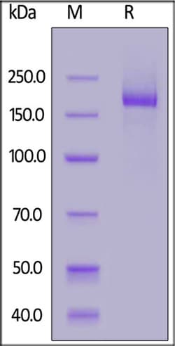 ACROBiosystems ACROBiosystems Biotinylated SARS-CoV-2 S protein (HV69-70del,