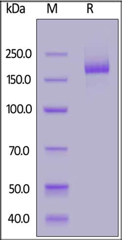 ACROBiosystems ACROBiosystems Biotinylated SARS-CoV-2 S protein (L18F,
