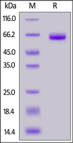 ACROBiosystems Human Coagulation Factor III / Tissue Factor Protein, Fc