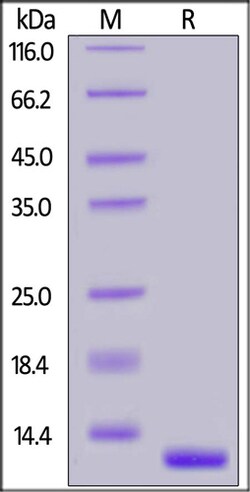 ACROBiosystems ACROBiosystems Human TGF-Beta 2 / TGFB2 Protein, Tag Free,
