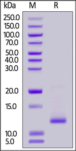 ACROBiosystems ACROBiosystems Human Latent TGF-beta 3 / Latent TGFB3 Protein,