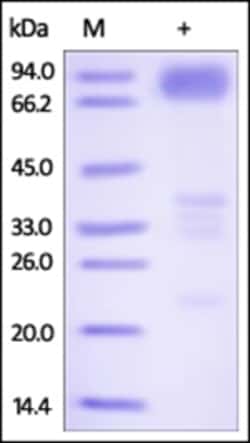 ACROBiosystems ACROBiosystems Human DR6 / TNFRSF21 Protein, Fc Tag, Quantity: