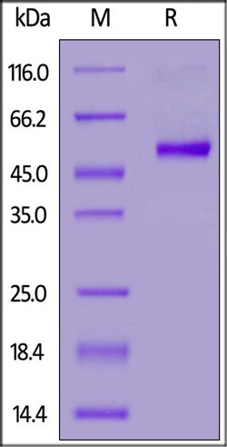 ACROBiosystems ACROBiosystems Mouse CD40 / TNFRSF5 Protein, Fc Tag, Quantity: