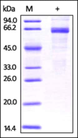 ACROBiosystems ACROBiosystems Human DcR3 / TNFRSF6B Protein, Fc Tag, Quantity:
