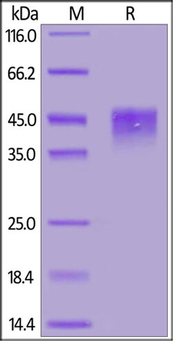 ACROBiosystems Mouse TROP-2 / TACSTD2 Protein, His Tag, Quantity: Each