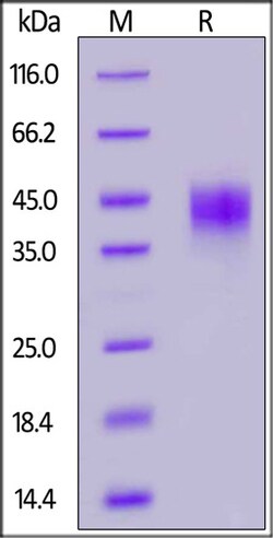 ACROBiosystems Rhesus macaque TROP-2 / TACSTD2 Protein, His Tag (MALS verified),