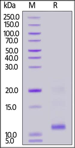 ACROBiosystems ACROBiosystems Biotinylated Cynomolgus TSLP Protein, His,Avitag