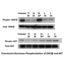 Apexbio Technology LLC Enzastaurin (LY317615), 5mg. Cas: 170364-57-5 MFCD: