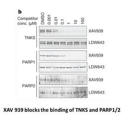 Apexbio Technology LLC XAV-939, 5mg. Cas: 284028-89-3 MFCD: MFCD00106866.