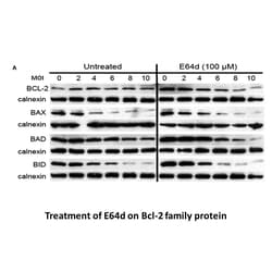 Apexbio Technology LLC Cell-permeable, irreversible cysteine protease inhibitor