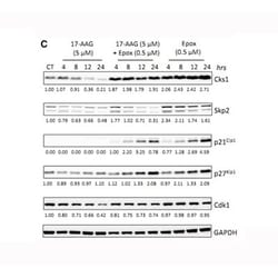 Apexbio Technology LLC&nbsp;Irreversible proteasome inhibitor 134381-21-8. MFCD03791061