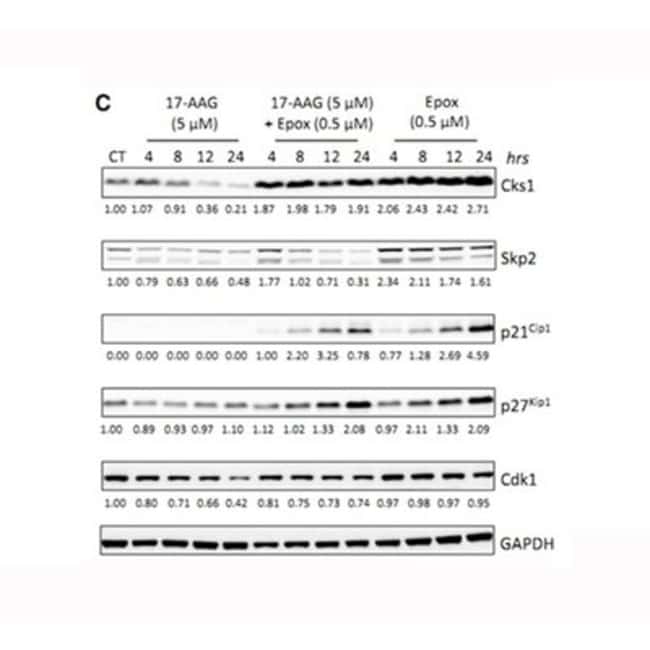 Apexbio Technology LLC Irreversible proteasome inhibitor