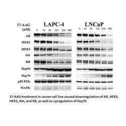 Apexbio Technology LLC Potent inhibitor of chaperone protein Hsp90 75747-14-7.