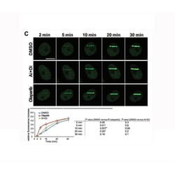 Apexbio Technology LLC Potent PARP inhibitor 763113-22-0. MFCD13185161,