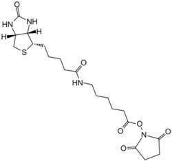 Apexbio Technology LLC Long chain biotinyltation reagent used to attach
