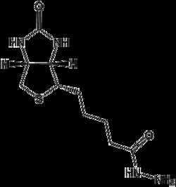 Apexbio Technology LLC Biotin Hydrazide, 1g. Cas: 66640-86-6 MFCD: MFCD00078532.