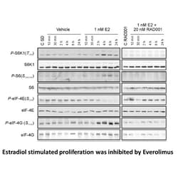 Apexbio Technology LLC Everolimus (RAD001), 10mg. Cas: 159351-69-6 MFCD: