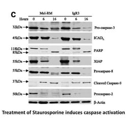 Apexbio Technology LLC potent, cell permeable PKC inhibitor 62996-74-1.
