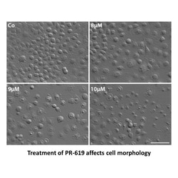 Apexbio Technology LLC PR-619, 25mg. Cas: 2645-32-1 MFCD: MFCD00830384.