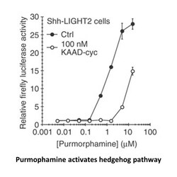 Apexbio Technology LLC Purmorphamine, 5mg. Cas: 483367-10-8 MFCD: MFCD09037557.
