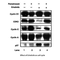 Apexbio Technology LLC Erlotinib Hydrochloride, 183319-69-9, MFCD07781272,