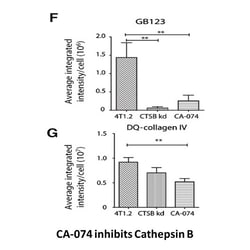 Apexbio Technology LLC selective and cell-permeable cathepsin B inhibitor