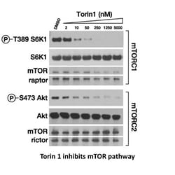 Apexbio Technology LLC Torin 1, 1222998-36-8, MFCD18782653, 5 mg, Quantity: