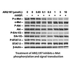 Apexbio Technology LLC Tivantinib (ARQ 197), 5mg. Cas: 905854-02-6 MFCD: