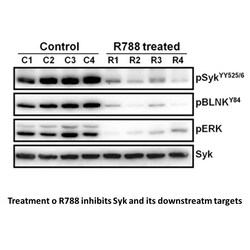 Apexbio Technology LLC R788 disodium, 10mg. Cas: 1025687-58-4 MFCD: MFCD15146370.