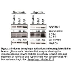 Apexbio Technology LLC&nbsp;3-Methyladenine, 5142-23-4, MFCD00010531, 50 mg