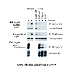 Apexbio Technology LLC R406, 2mg. Cas: 841290-81-1 MFCD: MFCD18385012.