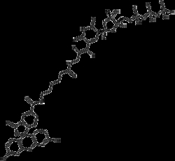 Apexbio Technology LLC&nbsp;Fluorescein-12-dUTP, 5x25ul (1mM). Cas: 214154-36-6 MFCD: MFCD22200851. Incorporated into DNA/cDNA by PCR, Nick Translation or other application for dye-labeled probe producing.
