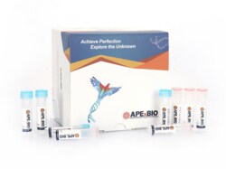 Apexbio Technology LLC HyperScribe T7 High Yield Fluorescein RNA Labeling