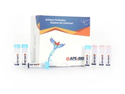 Apexbio Technology LLC First-Strand cDNA Synthesis Kit, 50rxn (20ul/rxn)