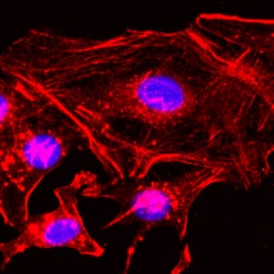 REVMAB BIOSCIENCES USA INC β-Actin [RM112], Rabbit Monoclonal Antibody,