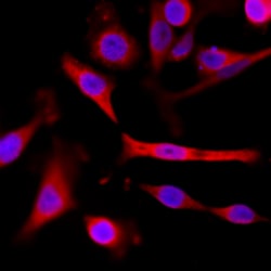 REVMAB BIOSCIENCES USA INC α-Tubulin [RM113], Rabbit Monoclonal Antibody,