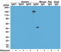 REVMAB BIOSCIENCES USA INC IgG4 Rabbit Anti-Human Monoclonal Antibody [RM120],