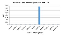 REVMAB BIOSCIENCES USA INC Acetyl-Histone H3 (Lys27) [RM172], Rabbit Monoclonal