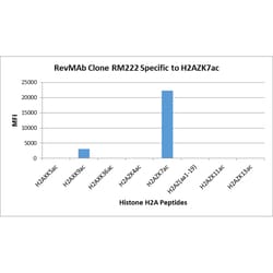 REVMAB BIOSCIENCES USA INC Acetyl-Histone H2A.Z (Lys7) [RM222], Rabbit