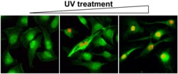 REVMAB BIOSCIENCES USA INC Gamma H2AX (phospho-Ser139) [RM224], Rabbit