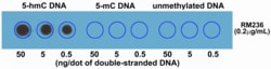 REVMAB BIOSCIENCES USA INC 5-hydroxymethylcytosine (5-hmC) [RM236], Rabbit