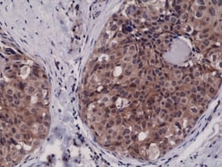 REVMAB BIOSCIENCES USA INC Caspase-3 [RM250], Rabbit Monoclonal Antibody,