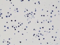 REVMAB BIOSCIENCES USA INC Histone H3 K9M [RM191], Rabbit Monoclonal Antibody,