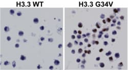 REVMAB BIOSCIENCES USA INC Histone H3.3 G34V [RM307], Rabbit Monoclonal