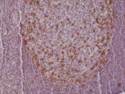 REVMAB BIOSCIENCES USA INC PD-1 (CD279) [RM309], Rabbit Monoclonal Antibody,