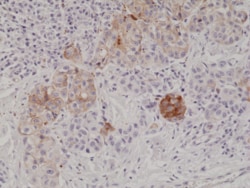 REVMAB BIOSCIENCES USA INC MART1 [RM333], Rabbit Monoclonal Antibody, RevMAb