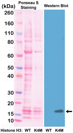 REVMAB BIOSCIENCES USA INC Histone H3 K4M [RM363], Rabbit Monoclonal Antibody,