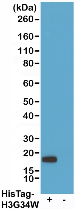 REVMAB BIOSCIENCES USA INC His-Tag [RMH01], Chimeric Human Monoclonal Antibody,