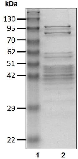 Ubpbio BOVINE 19S (PA700), 25UG, Quantity: Each of 1