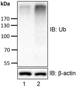Ubpbio MG132, 100MG, Quantity: Each of 1